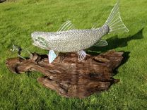 Clear Rainbow Trout Chasing A Frog 2 small