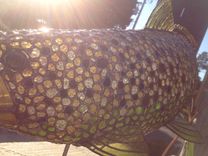 Brown Trout 8 small