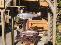 Chinook Salmon 6 small