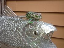 Clear Rainbow Trout Chasing A Frog 5 small