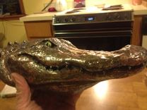 Alligator Head 1 small