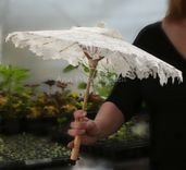 Flowergirl Parasols 2 small