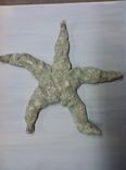 Shadow Box Starfish 2 small