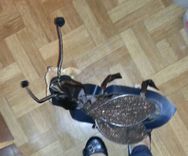 Canine Roach Costume 1 small