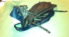 Canine Roach Costume 2 small