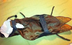 Canine Roach Costume 3 small