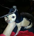 Canine Roach Costume 4 small