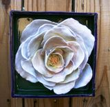 Mothers Day Gift, White Rose Flower Box, Ceramic Wall Hanging 1 small