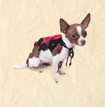 Cotton Lace And Beads Work Body Accessory For Doggie 2 small