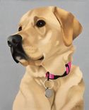 Original Jason M Silverman Animal Portrait Paintings In Oil & Watercolor 4 small