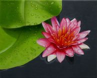 Original Jason M Silverman Flower Or Floral Paintings In Oil 1 small