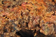 Buckeye Coffee Table 3 small