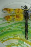 Dragon Fly Away- Glass Fused Artwork 1 small