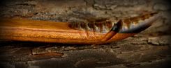 Osage Orange Longbow - High Finish 2 small