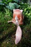 Mew Cosplay Set 2 small