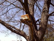 Custom Bird House 2 small