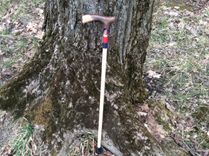 Sports Themed Walking Canes 3 small