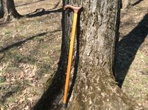 Exotic Zebrawood And Jatobawood Walking Cane 1 small