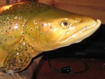 German Brown Trout 1 small