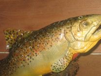 Hand Carved German Brown Trout 1 small