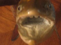 Hand Carved German Brown Trout 2 small