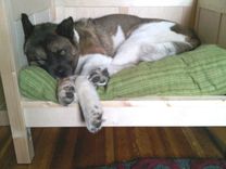 Day Bed For An Akita 2 small
