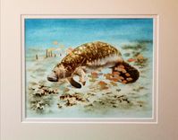 Manatee Pyrography With Watercolors On Paper 2 small
