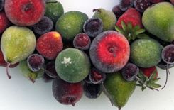 Sugared Fruit Wreath 5 small