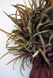 Fall Woodland Wonder Wreath 3 small