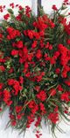 Red Baby's Breath Wreath 1 small