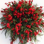 Red Baby's Breath Wreath 3 small