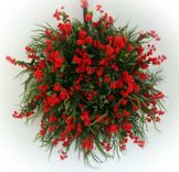 Red Baby's Breath Wreath 4 small