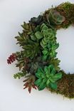 Succulent Wreath 4 small