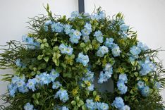 Blue Spring Wreath 2 small