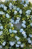 Blue Spring Wreath 5 small