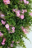 Pink Spring Wreath 2 small