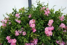 Pink Spring Wreath 3 small