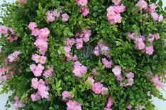 Pink Spring Wreath 5 small