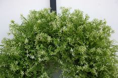 White Flower Spring Wreath 4 small