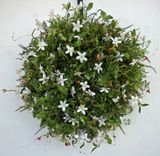 Spring Wreath 1 small