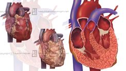 Medical Illustrations 1 small