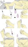 Medical Illustrations 2 small