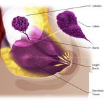 Medical Illustrations 3 small