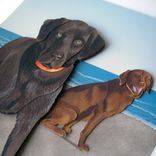 Paper Pet Portraits 1 small