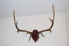 Skull Covering 1 small