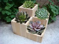 Planter:  "Jewel".  12 X 12 X 12 Inch.  Cedar. 1 small