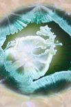 Rutile Crystalline Dessert Plates (Set Of 6) 4 small