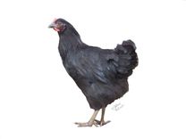 People And Pet Portrait Illustrations 8 small