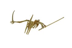 Medium Pteranodon Puzzle 1 small
