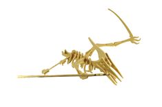 Small Pteranodon 2 small